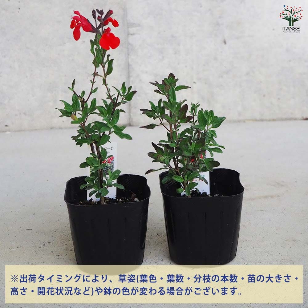 チェリーセージ 【ハーブの苗 9cmポット／お買い得3個セット】