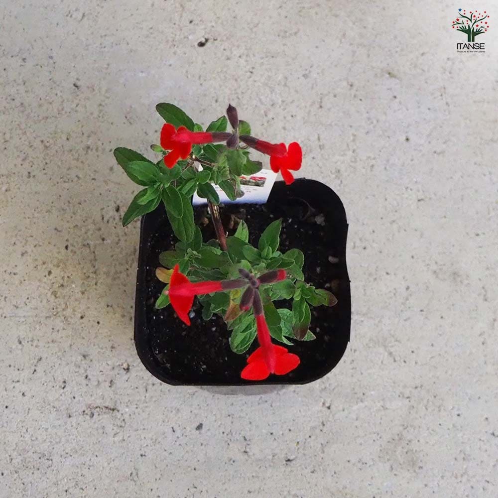 チェリーセージ 【ハーブの苗 9cmポット／お買い得3個セット】