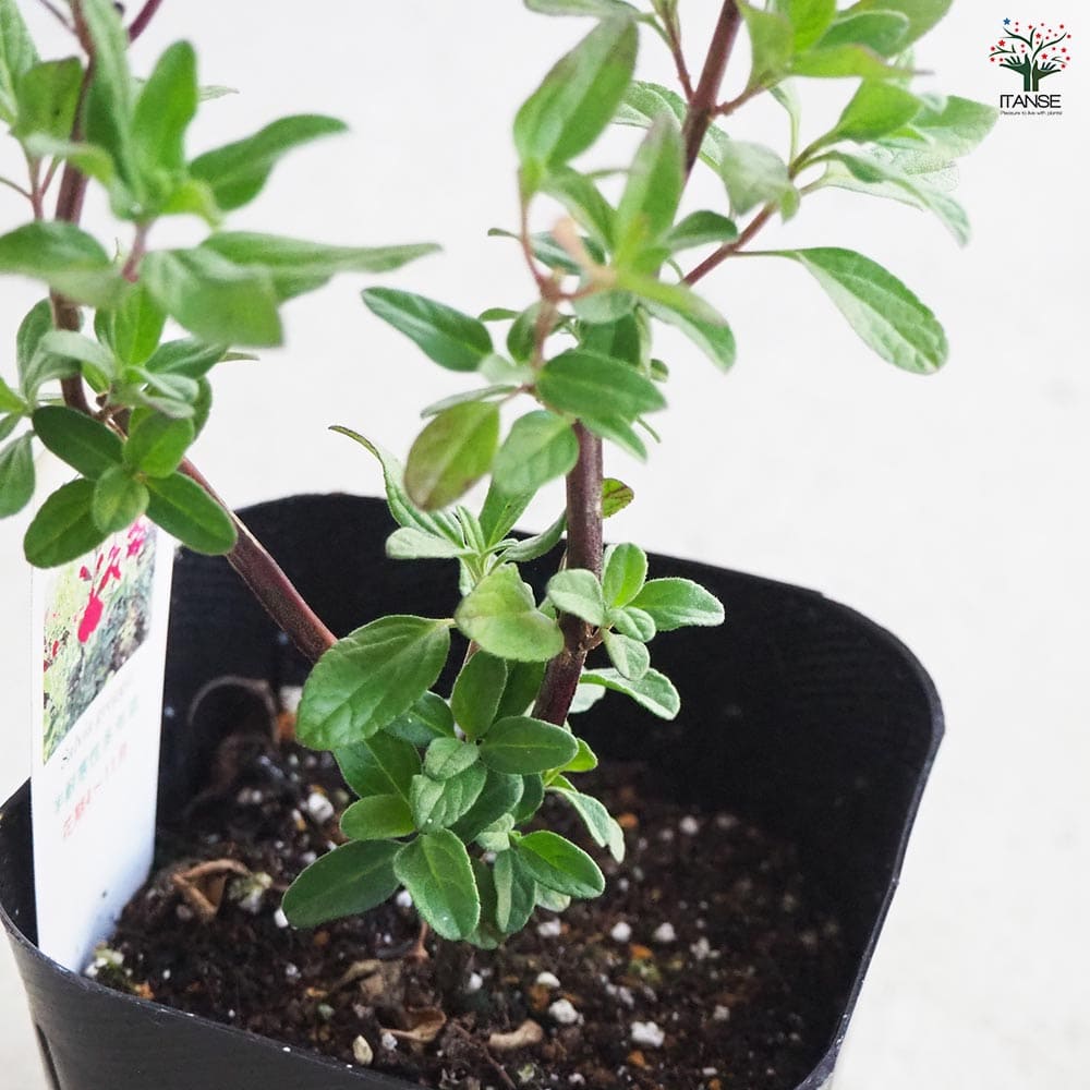 チェリーセージ 【ハーブの苗 9cmポット／お買い得3個セット】