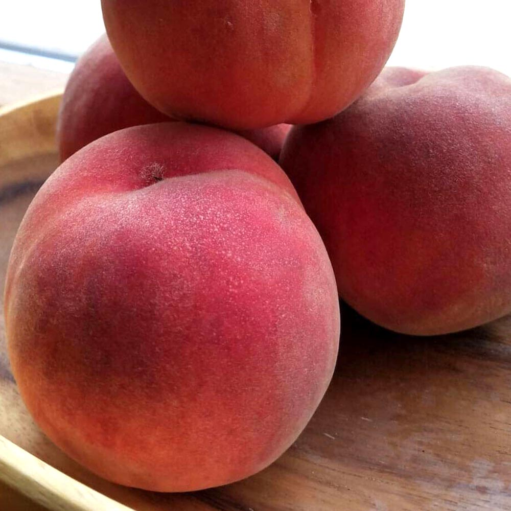 桃の苗木 川中島【果樹苗 2年生 接木苗15cmポット／1個】｜ 【植物の