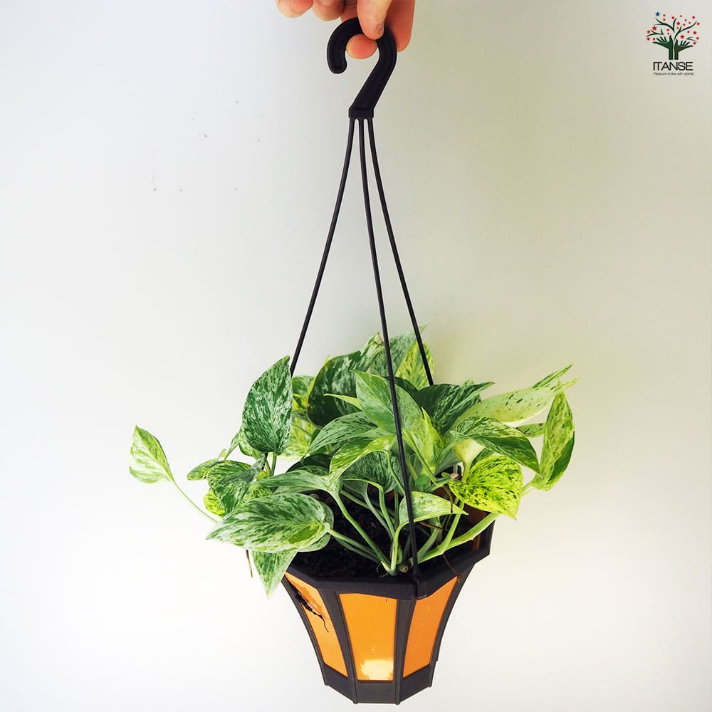 ポトス マーブルクイーン 【観葉植物 5号吊鉢／1個売り】｜ 【植物の