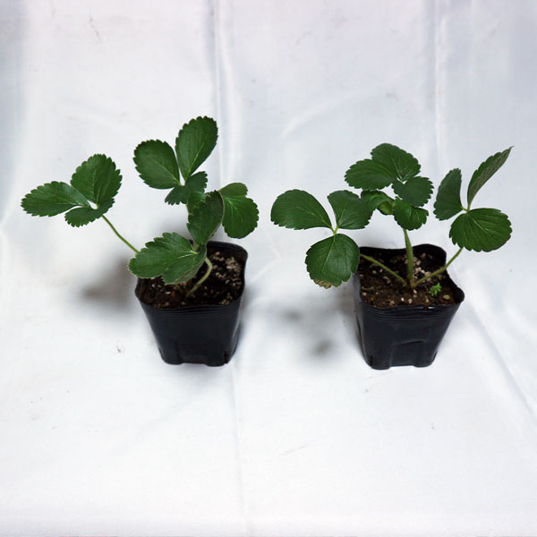 人気のすずなりいちご栽培キット【野菜苗 9cmポット&資材セット】