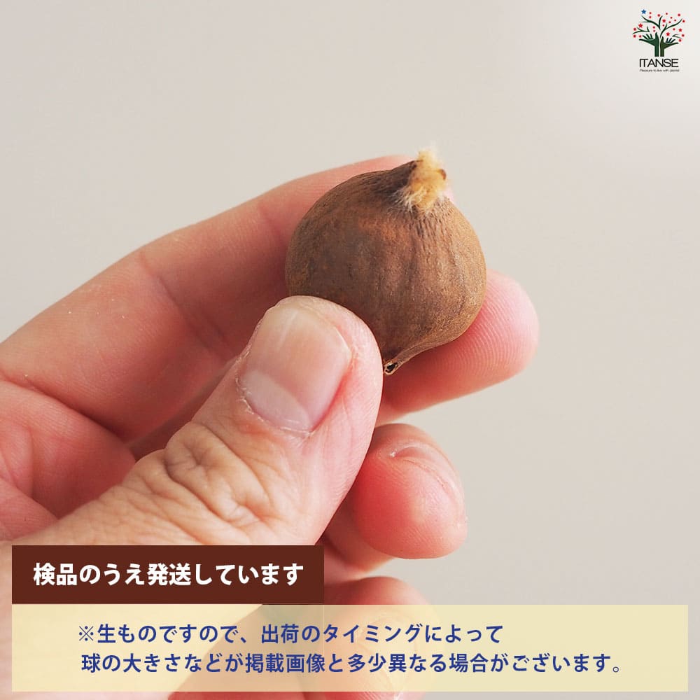 球根 原種系チューリップ レディージェーン 【花球根 5球／1個売り