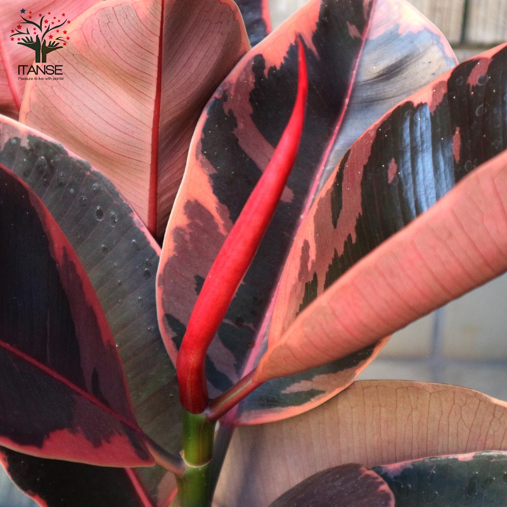 観葉植物 フィカス ベリーズ ゴムの木の仲間 中型【観葉植物 7号