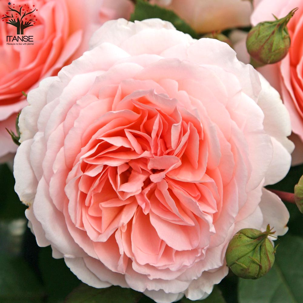 和バラ 環 (たまき) 接木3年大苗 8号鉢 バラ苗 薔薇 苗