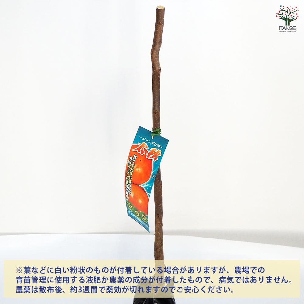 最高級、甘柿の苗木と、季節の種苗セット＋選べる粗品をプレゼント。 最高級、甘柿の苗木と、季節の種苗セット＋選べる粗品をプレゼント。