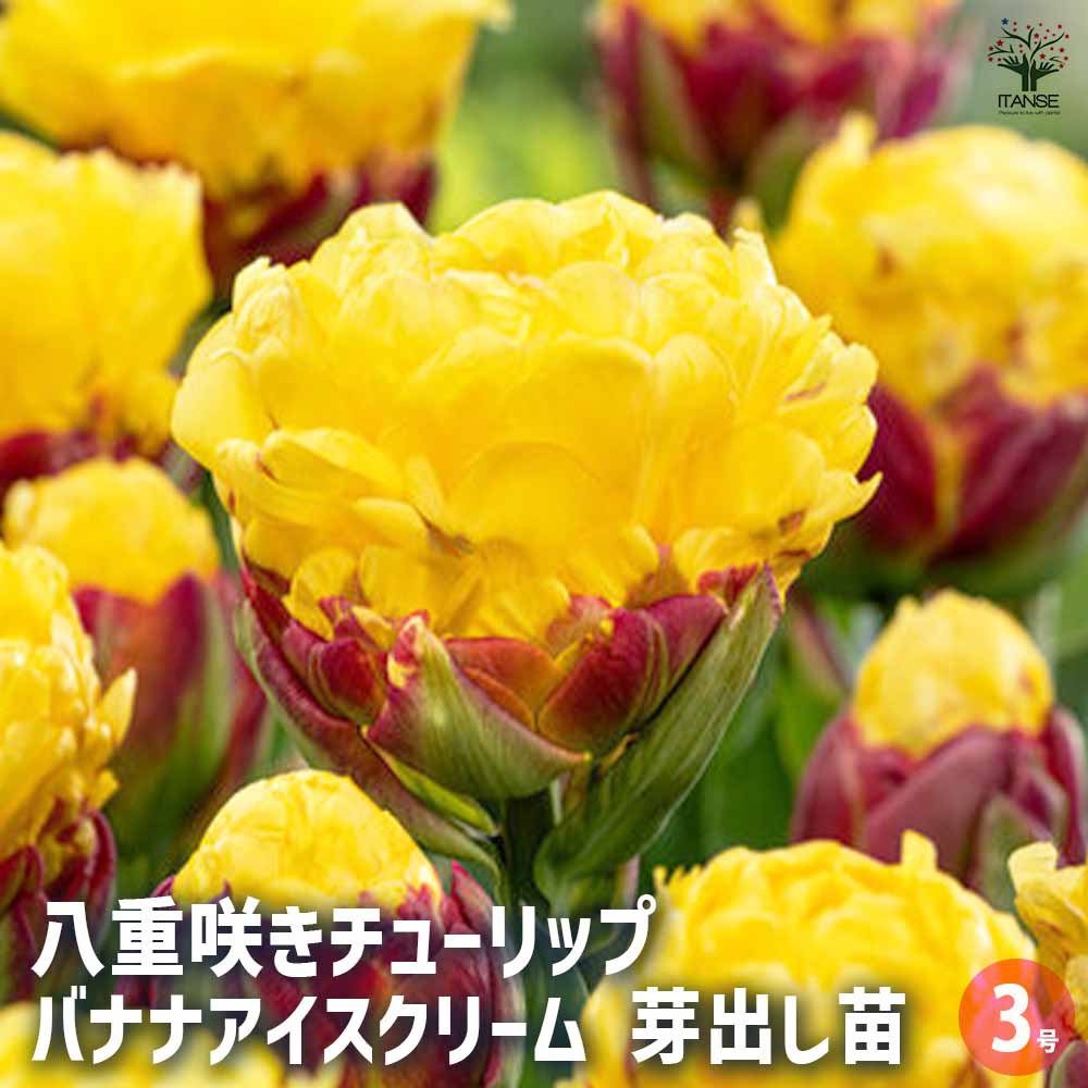 八重咲チューリップ バナナアイスクリーム 芽出し苗 【花苗 3号】
