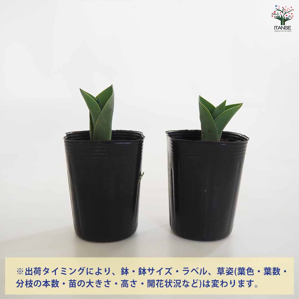 八重咲チューリップ バナナアイスクリーム 芽出し苗 【花苗 3号】
