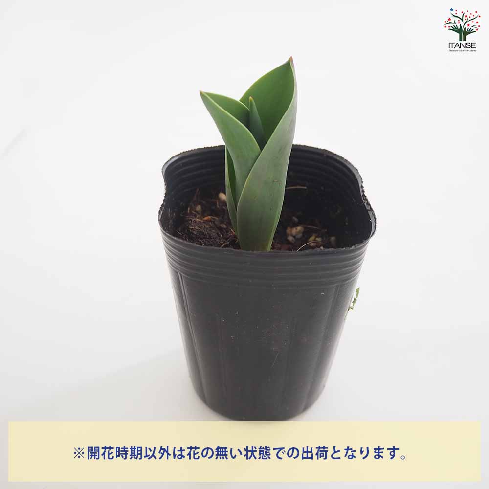 八重咲チューリップ バナナアイスクリーム 芽出し苗 【花苗 3号】