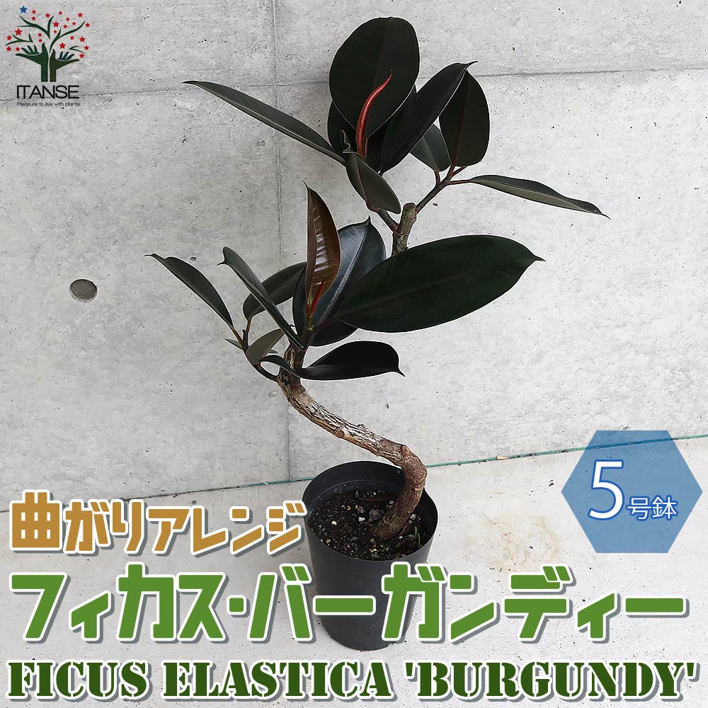 曲り仕立て ゴムの木の仲間 リビングやオフィス向きサイズ フィカス・バーガンディー【観葉植物 5号プラスチック鉢/1個売り】