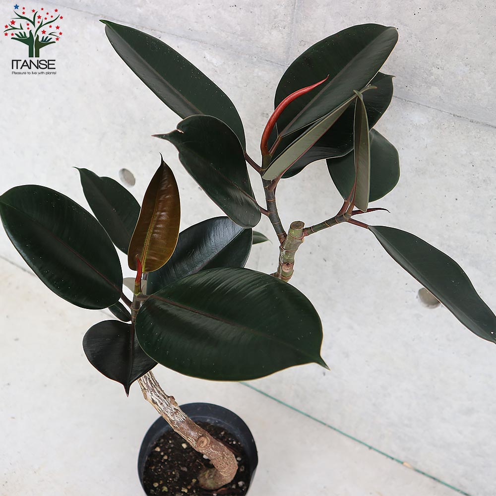 引き取り限定・要事前確認】 ゴムの木・フィカス