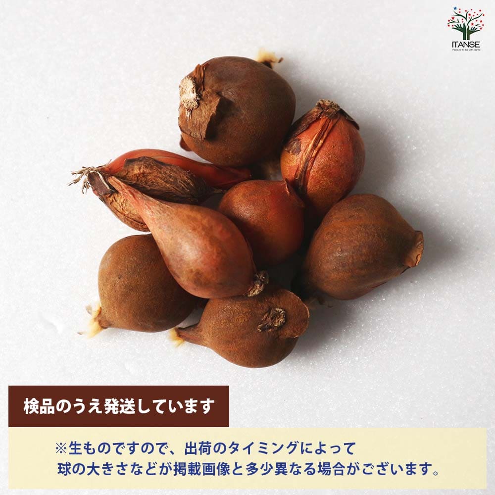 ノーベル製菓 ノーベル コンビのたね | ラムネ＆コーラ 0 145G×8