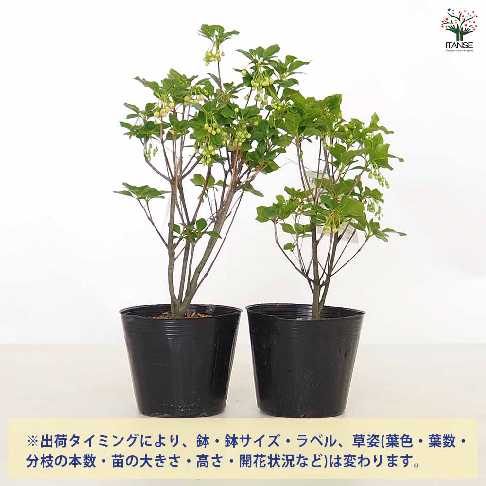 ドウダンツツジ 口紅サラサ 【花木苗 5号】｜ 【植物の