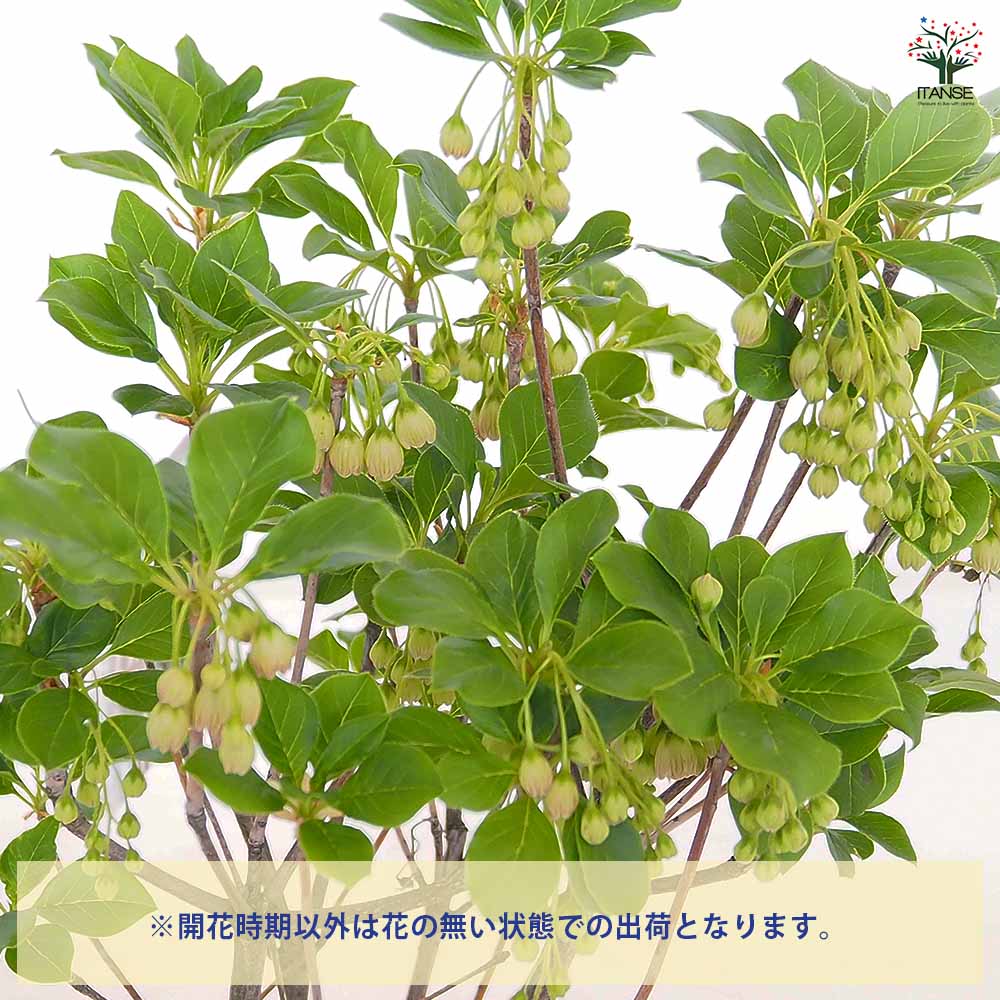 ドウダンツツジ 口紅サラサ 【花木苗 5号】｜ 【植物のITANSE