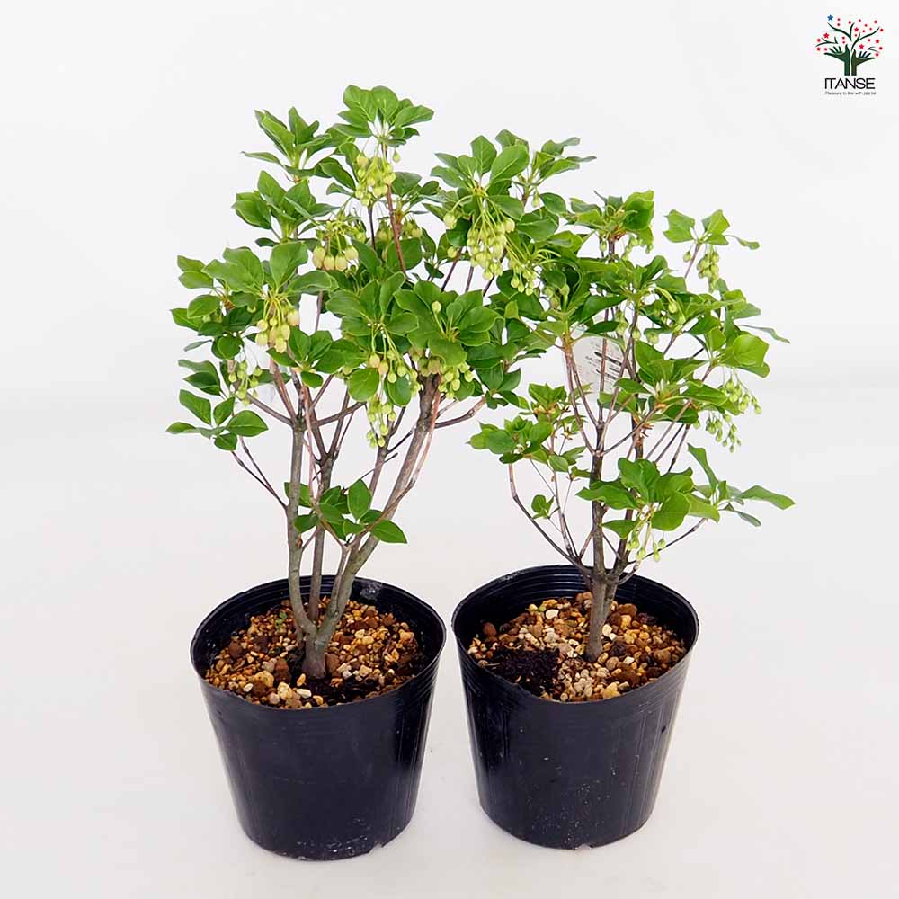 ドウダンツツジ 苗木 4 ドウダンツツジ 4 苗木 8号 - メルカリ