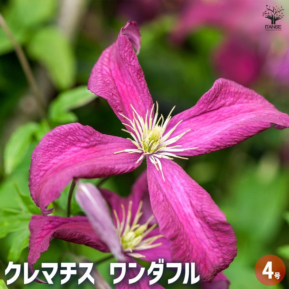 クレマチス ワンダフル 【花苗 4号／1個売り】｜ 【植物のITANSE