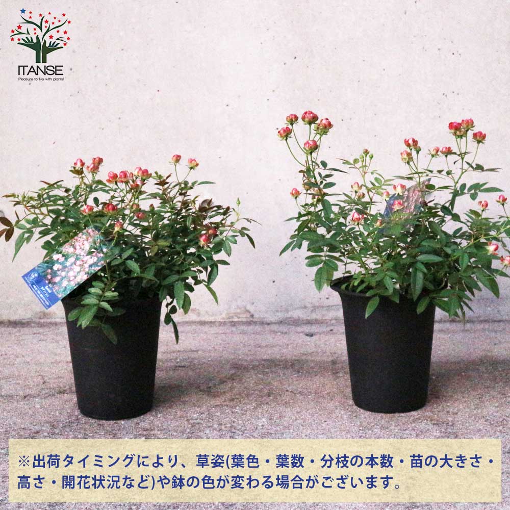 ミニ薔薇 ラディッシュ【花苗 6号鉢大苗／1個売り】｜ 【植物の