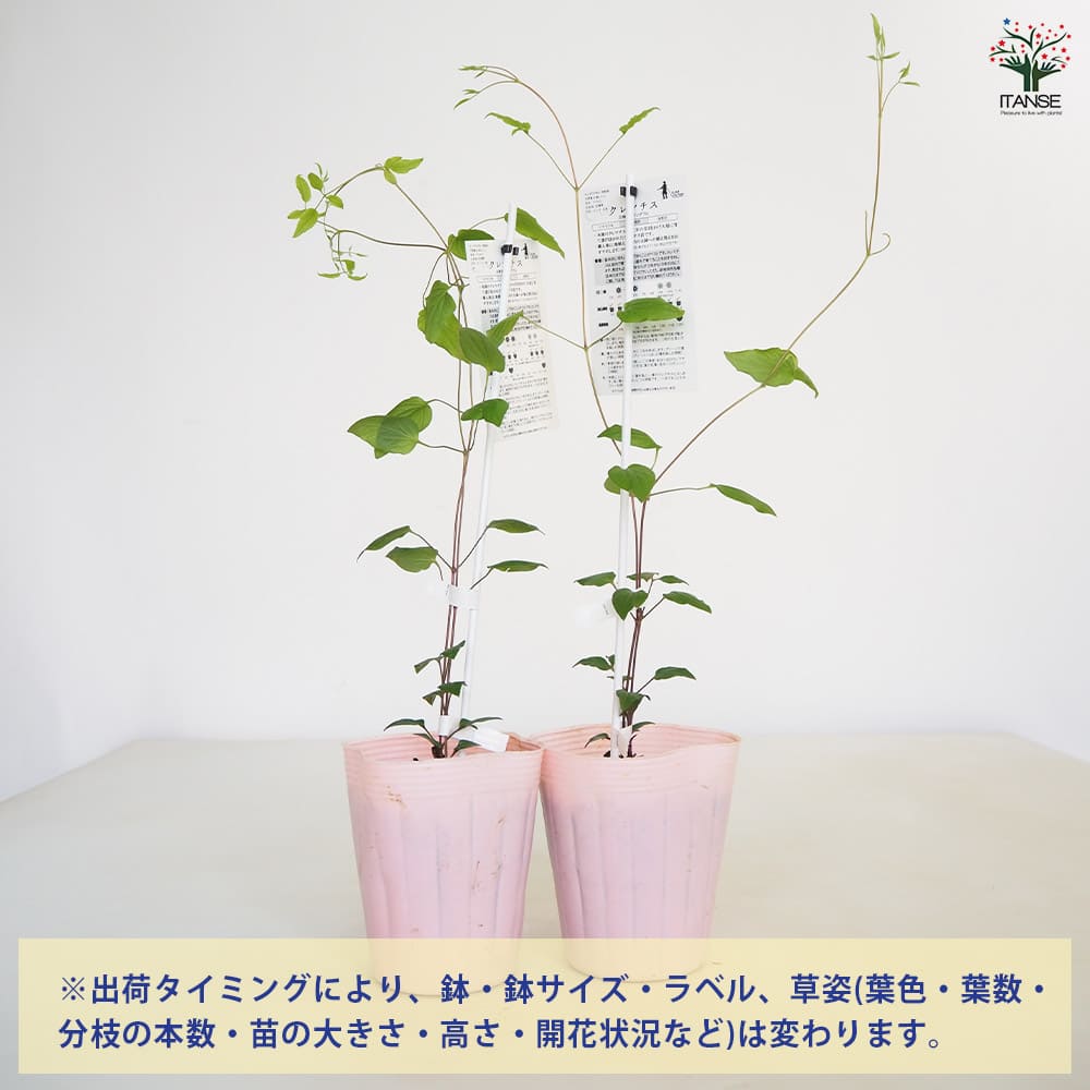 クレマチス ワンダフル 【花苗 4号／1個売り】｜ 【植物のITANSE