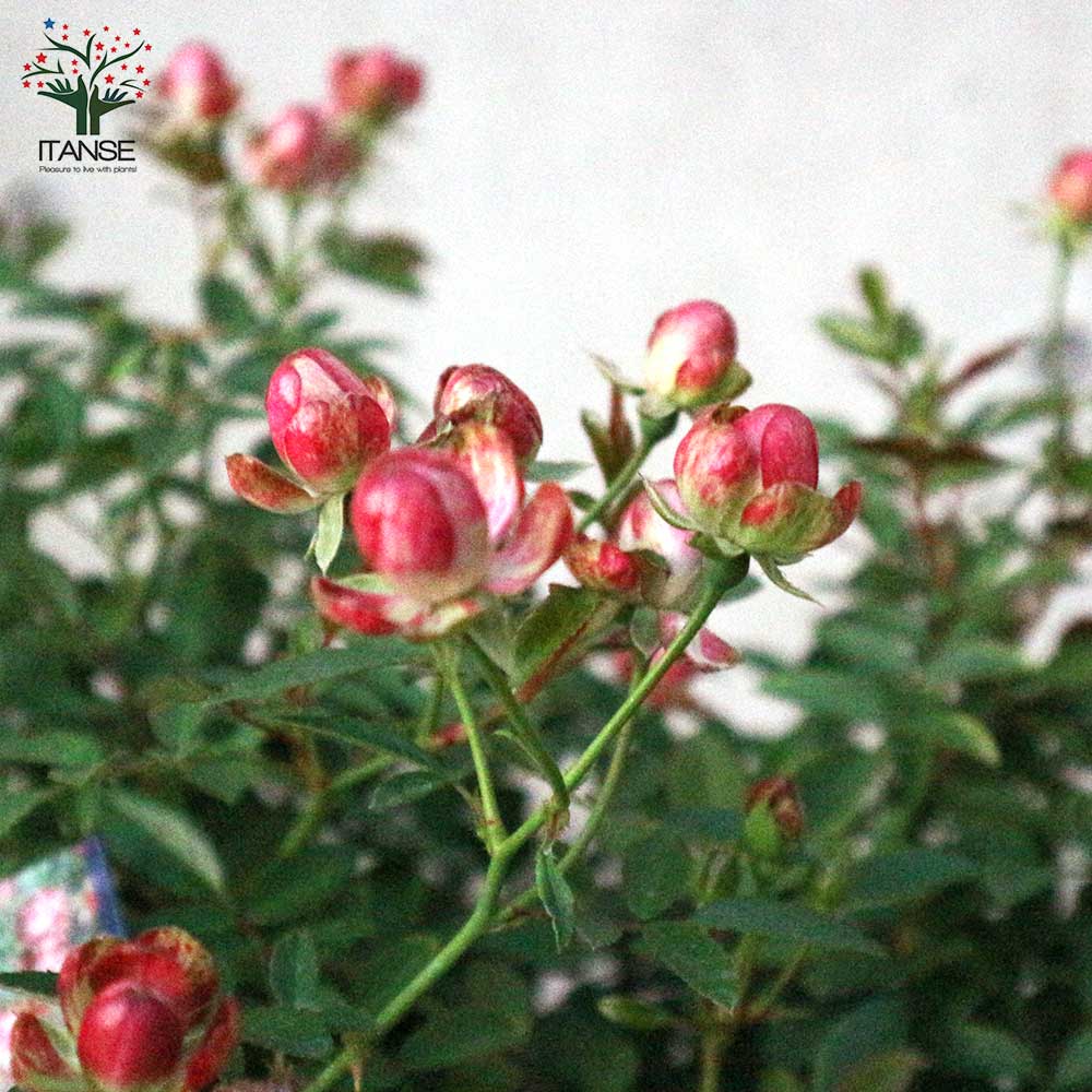 Itanse良品セレクト通販 Itanse良品セレクト通販