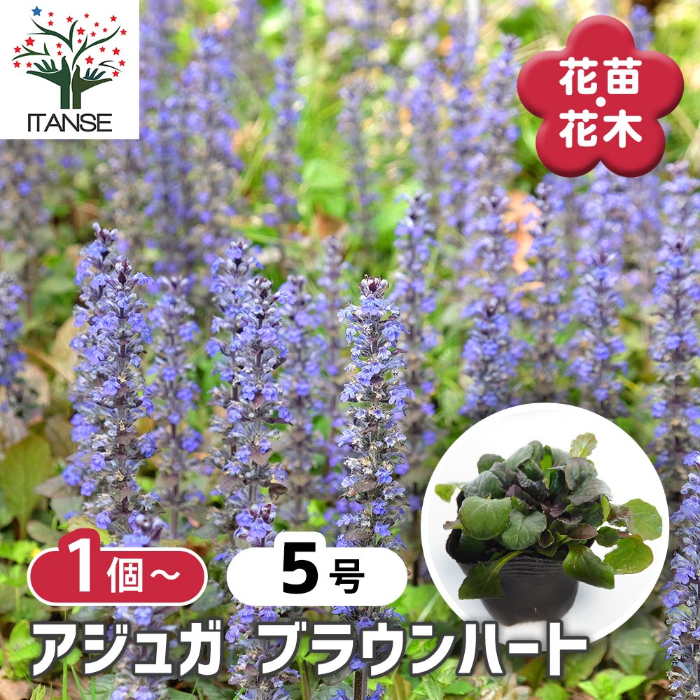 アジュガ ブラウンハート 【花苗 3号】｜ 【植物のITANSE