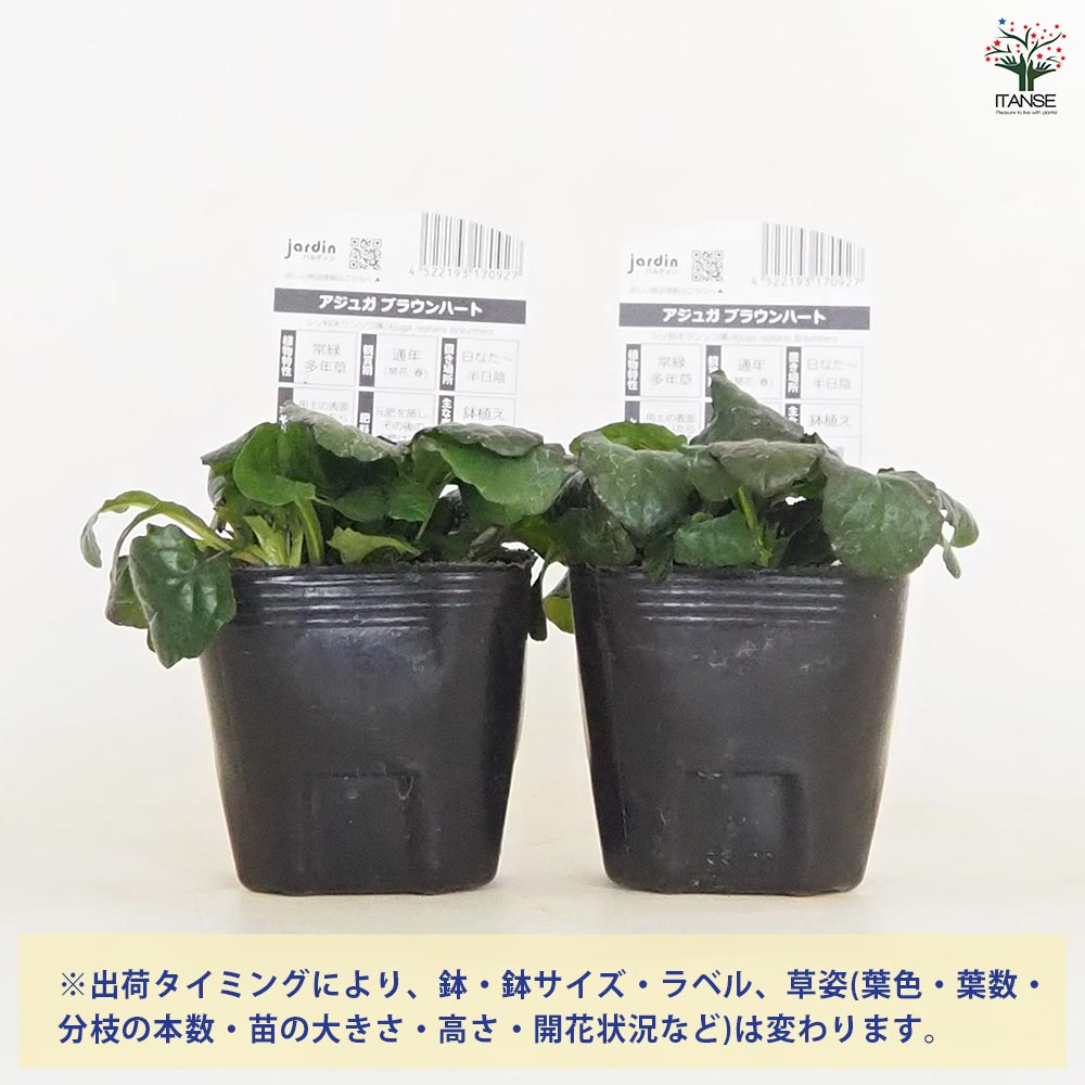 アジュガ ブラウンハート 【花苗 3号】｜ 【植物のITANSE】全品