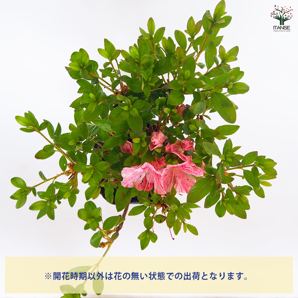 サツキ レインボー 【花木苗 5号／1個売り】｜ 【植物のITANSE