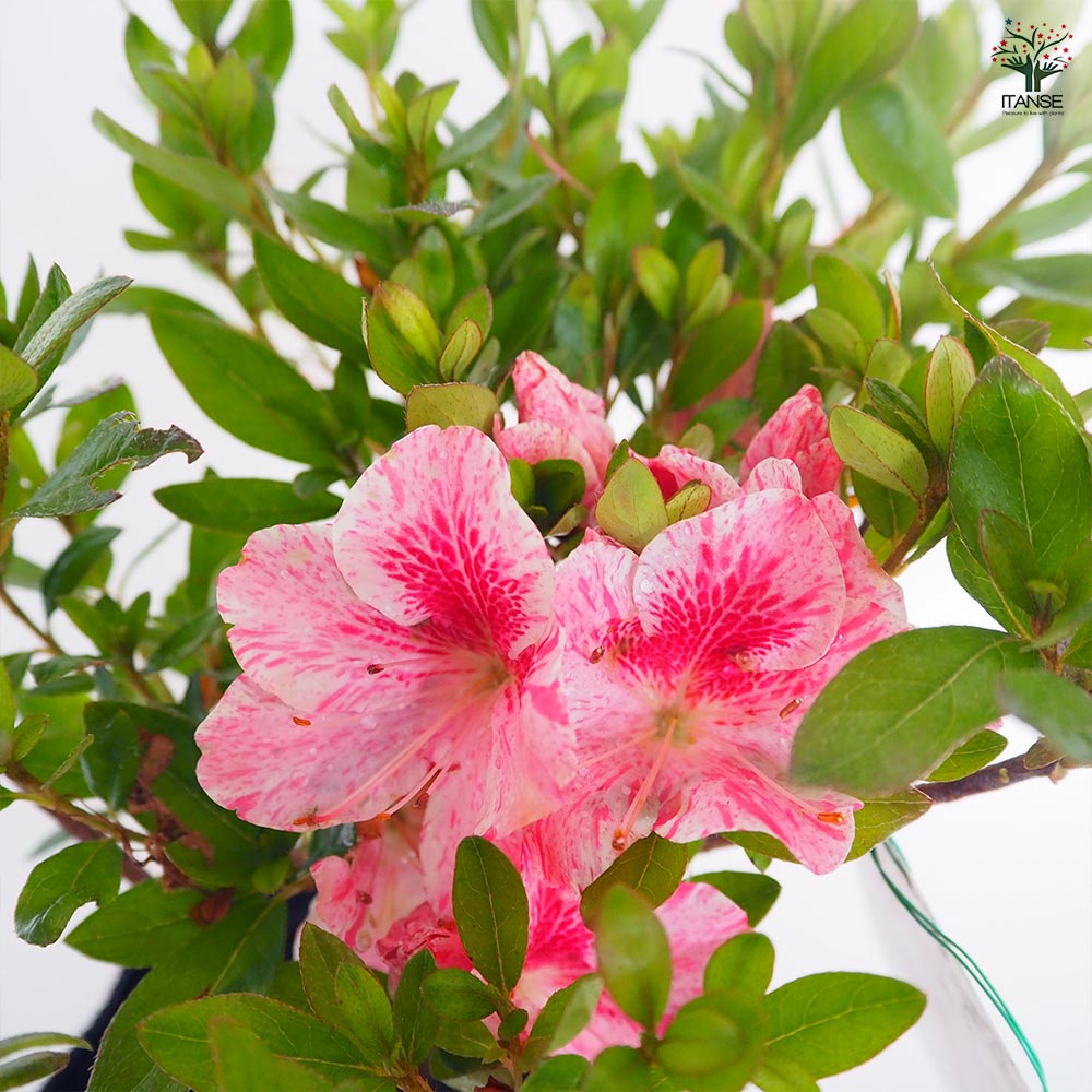 サツキ レインボー 【花木苗 5号／1個売り】｜ 【植物のITANSE