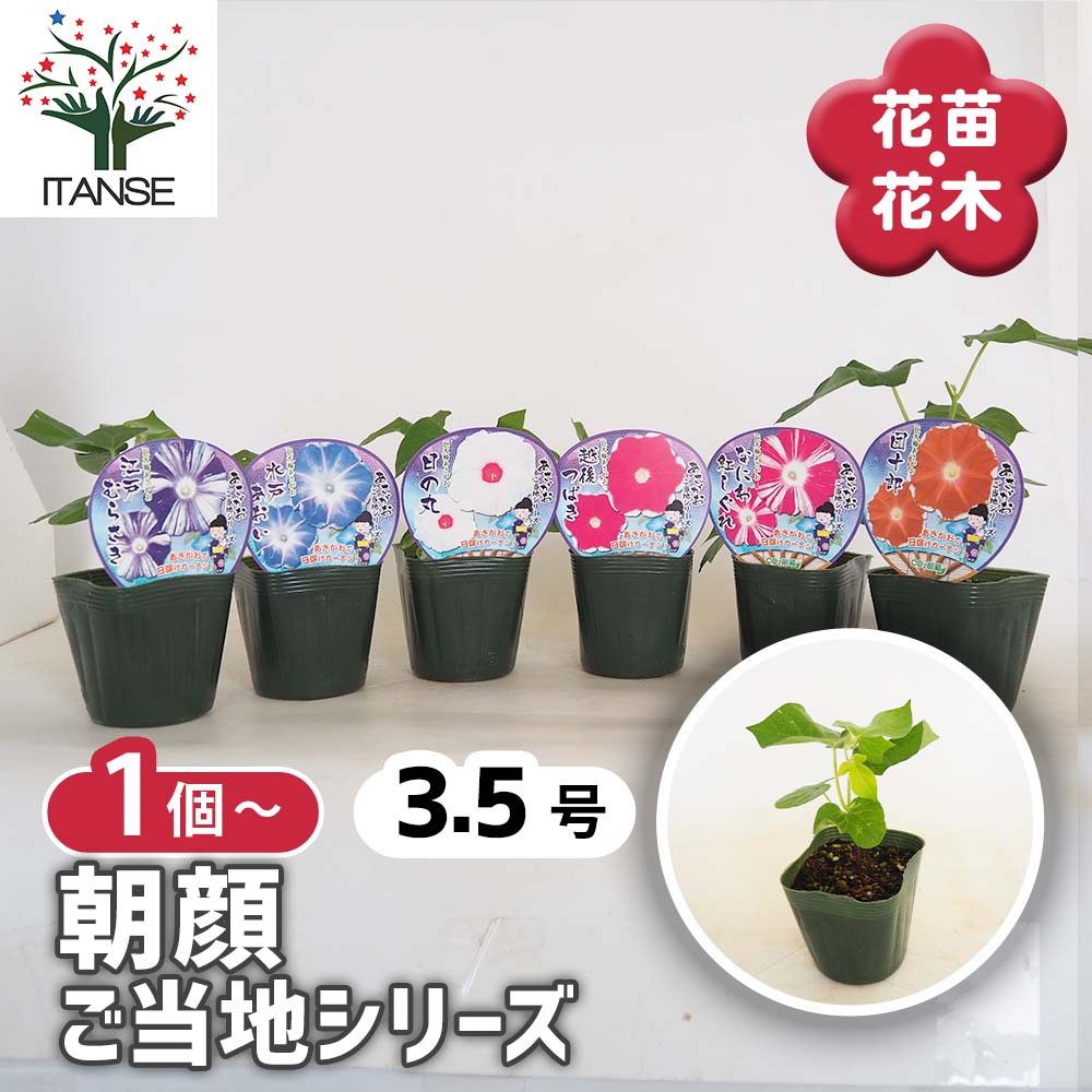 朝顔(アサガオ) ご当地シリーズ 【花苗 3.5号】｜ 【植物の