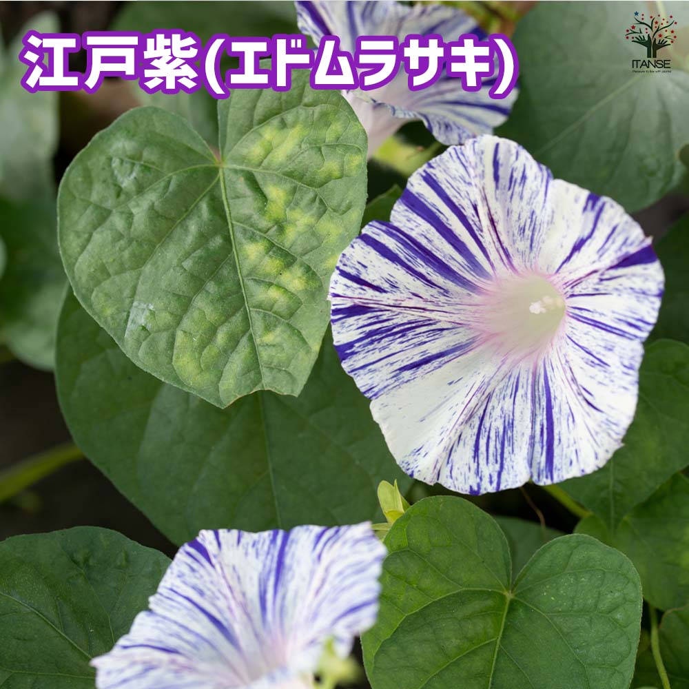 朝顔(アサガオ) ご当地シリーズ 【花苗 3.5号】｜ 【植物の