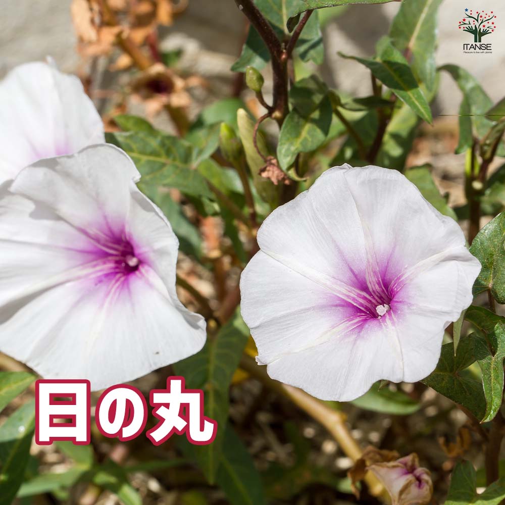朝顔(アサガオ) ご当地シリーズ 【花苗 3.5号】｜ 【植物の