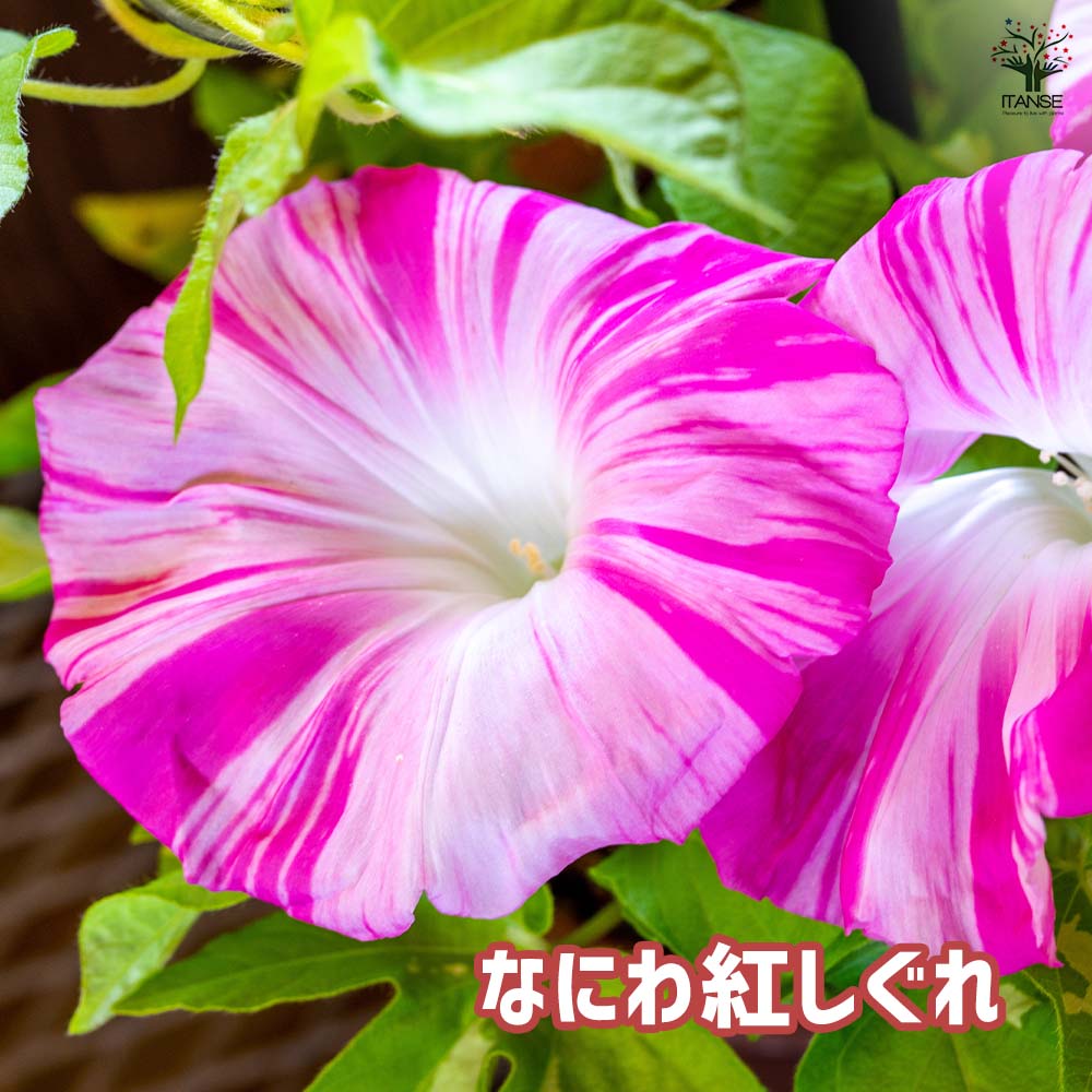 朝顔(アサガオ) ご当地シリーズ 【花苗 3.5号】｜ 【植物の