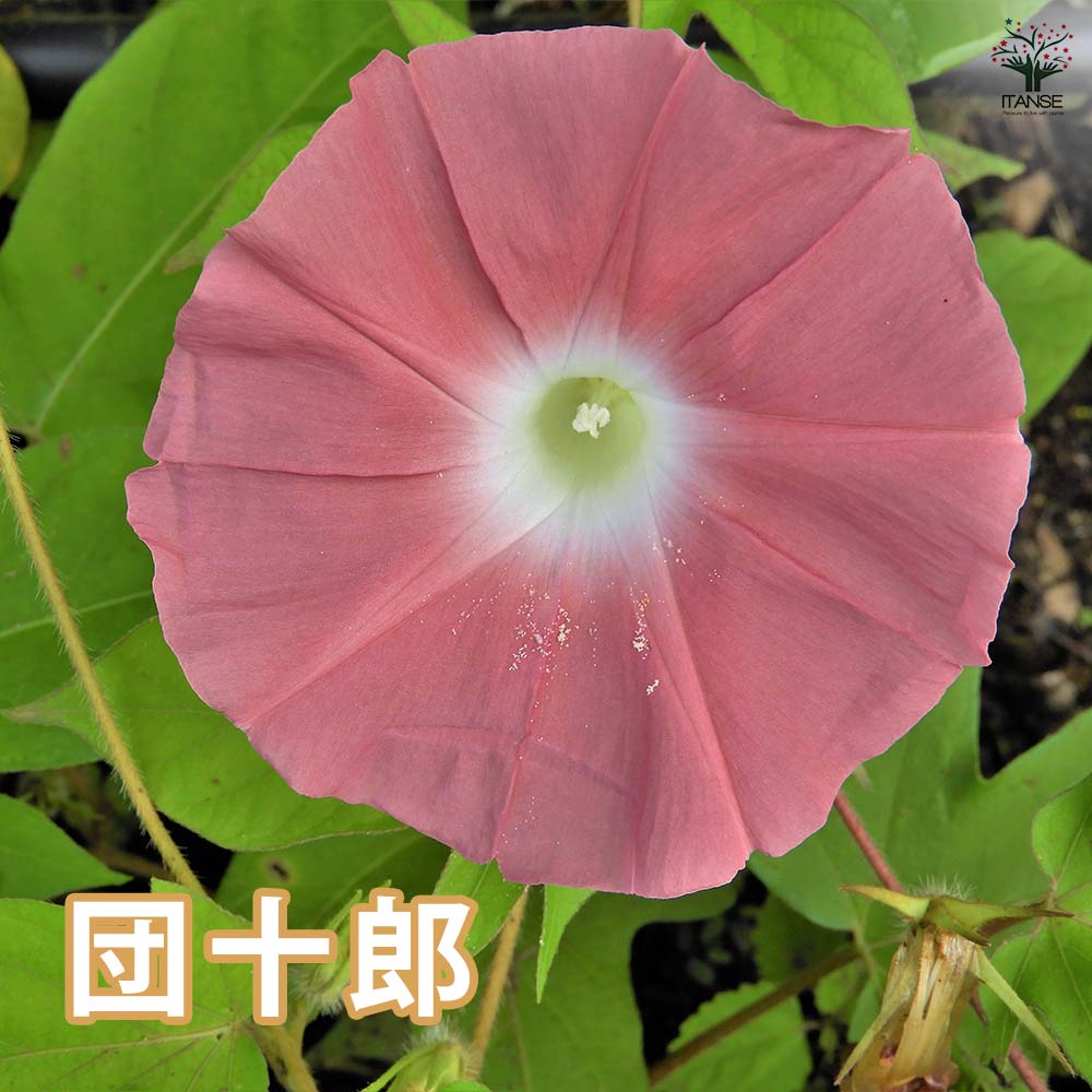 朝顔(アサガオ) ご当地シリーズ 【花苗 3.5号】｜ 【植物の