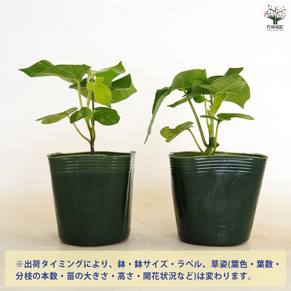 朝顔(アサガオ) ご当地シリーズ 【花苗 3.5号】｜ 【植物の