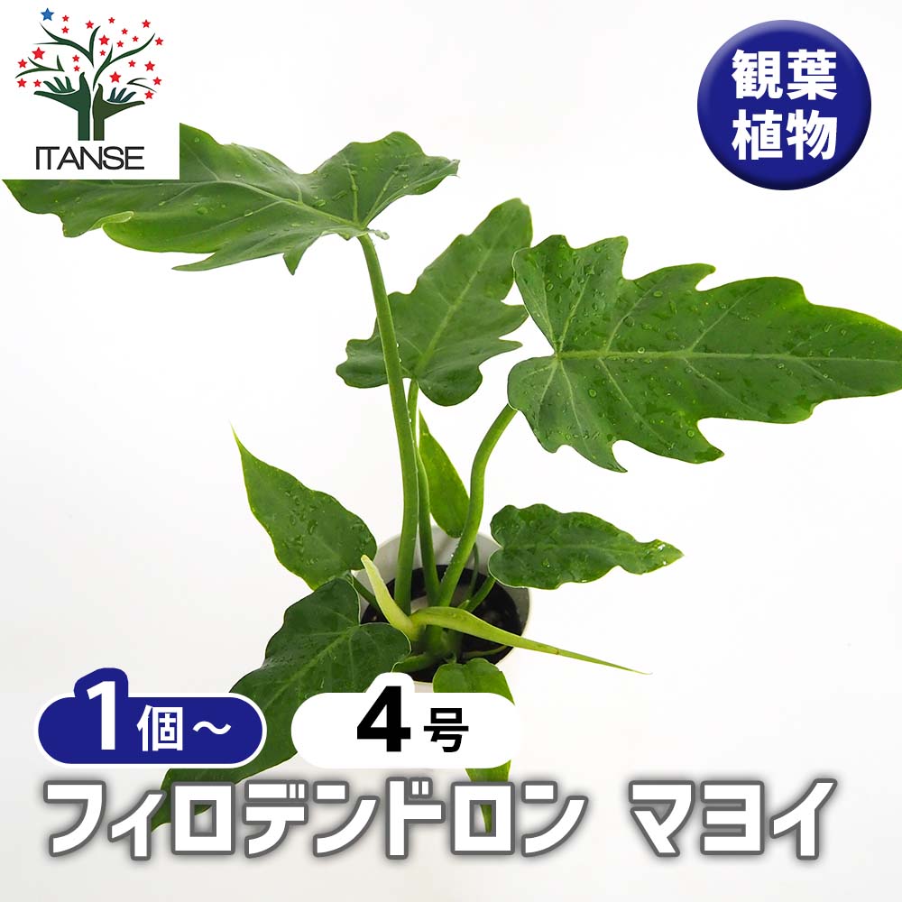 フィロデンドロン マヨイ 【観葉植物 4号／1個売り】｜ 【植物の