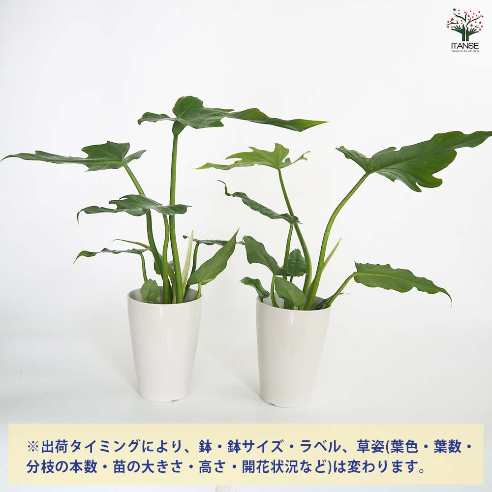 フィロデンドロン マヨイ 【観葉植物 4号／1個売り】｜ 【植物の