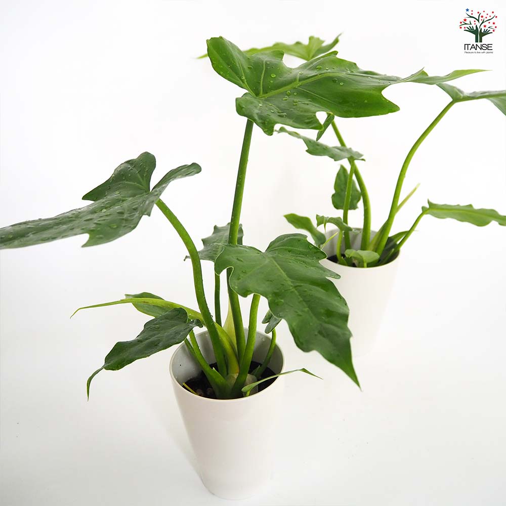 フィロデンドロン マヨイ 【観葉植物 4号／1個売り】｜ 【植物の