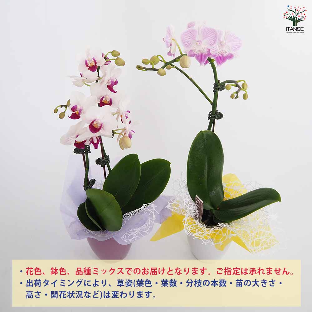 胡蝶蘭 ミディMIX陶器鉢 【花苗 3号】｜ 【植物のITANSE