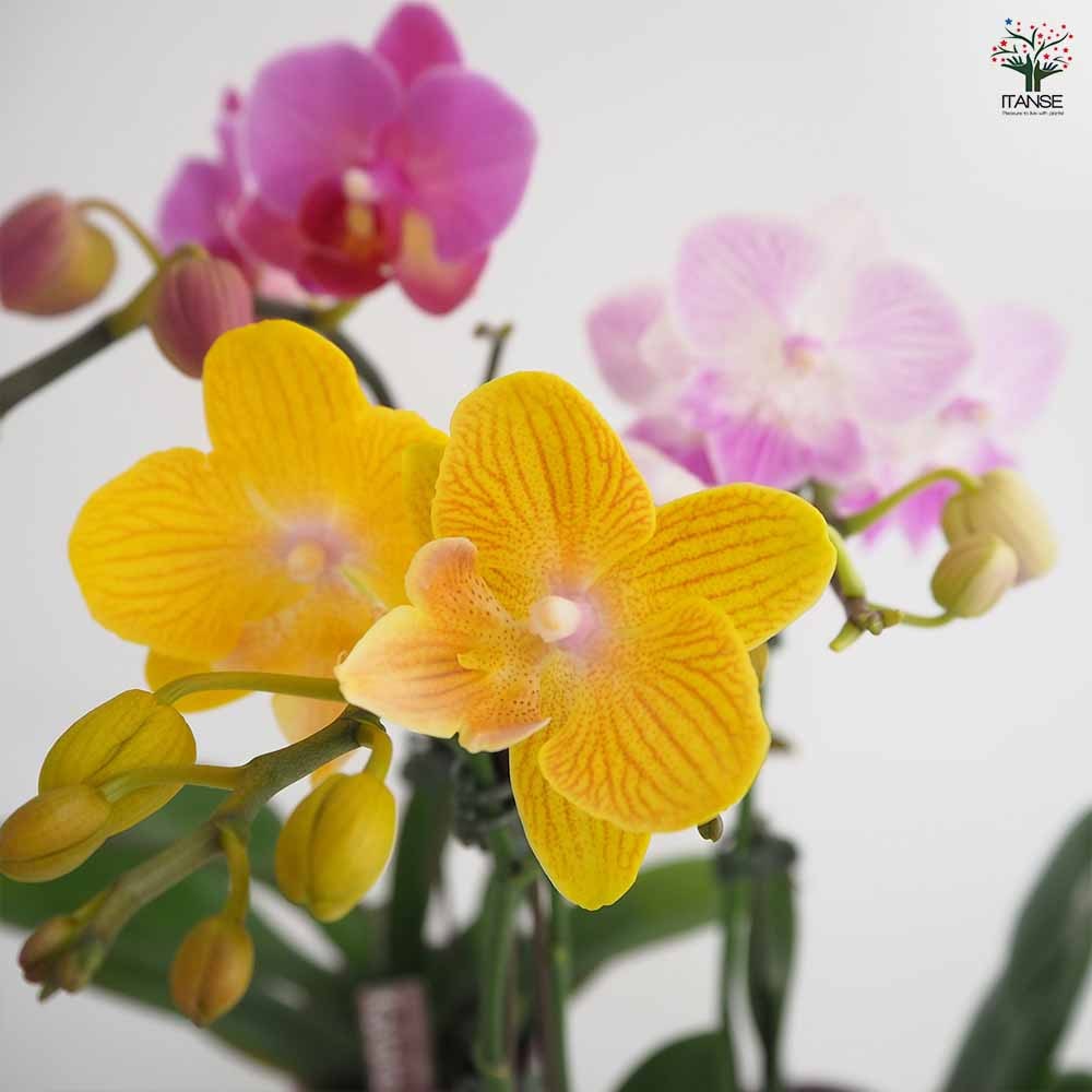 胡蝶蘭 ミディMIX陶器鉢 【花苗 3号】｜ 【植物のITANSE】全品