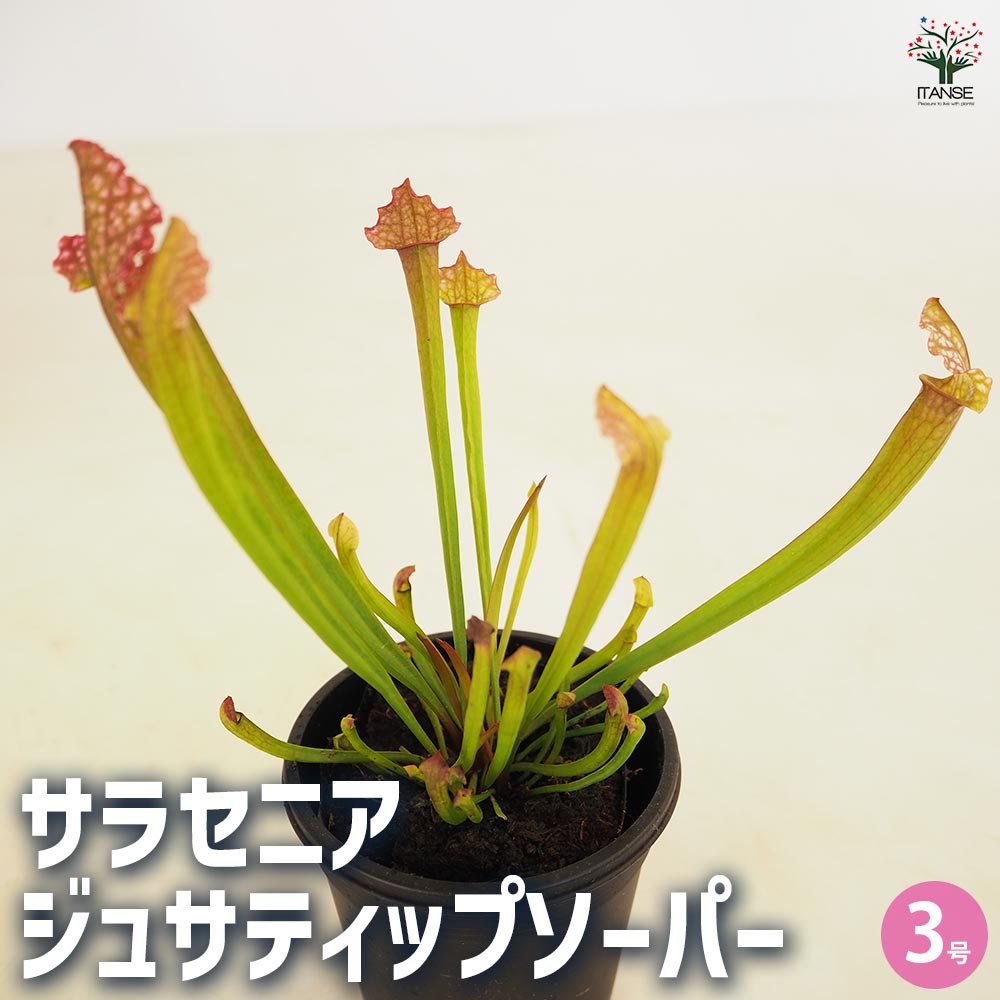 食虫植物 サラセニア ジュサティップソーバー 【観葉植物 3号／1個売り