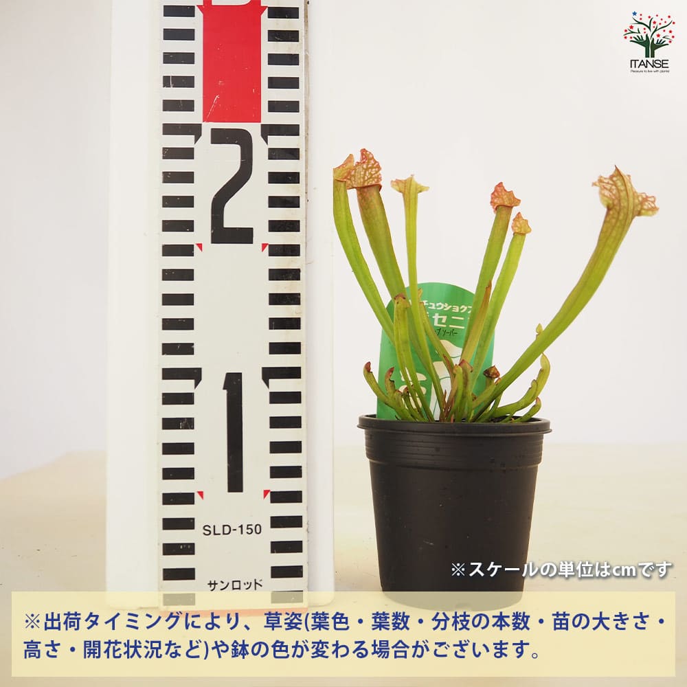 食虫植物 サラセニア ジュサティップソーバー 【観葉植物 3号/1個売り】