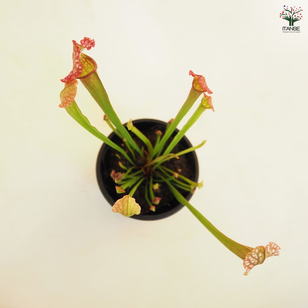 食虫植物 サラセニア ジュサティップソーバー 【観葉植物 3号／1個売り
