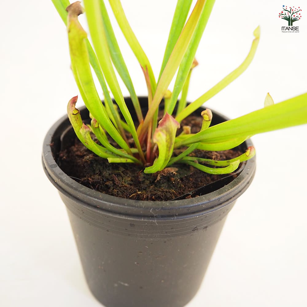 食虫植物 サラセニア ジュサティップソーバー 【観葉植物 3号/1個売り】