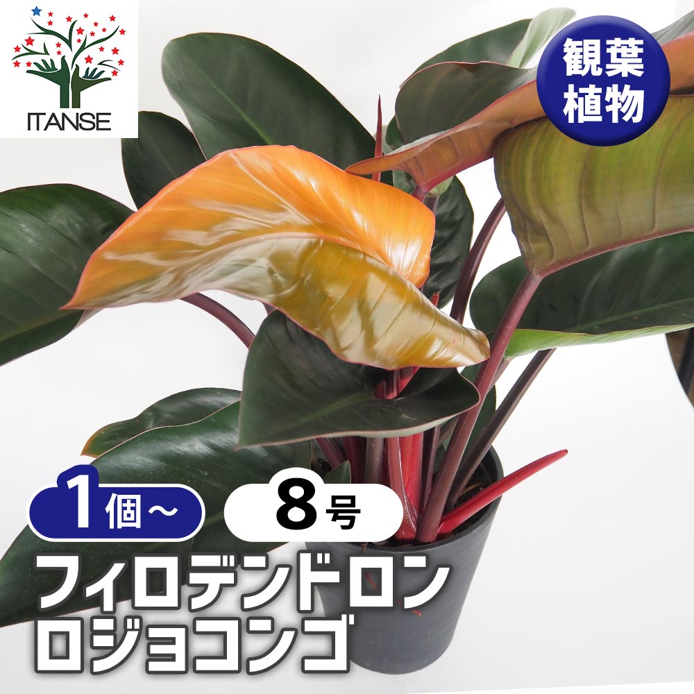 フィロデンドロン ロジョコンゴ 【観葉植物 8号／1個売り】｜ 【植物の