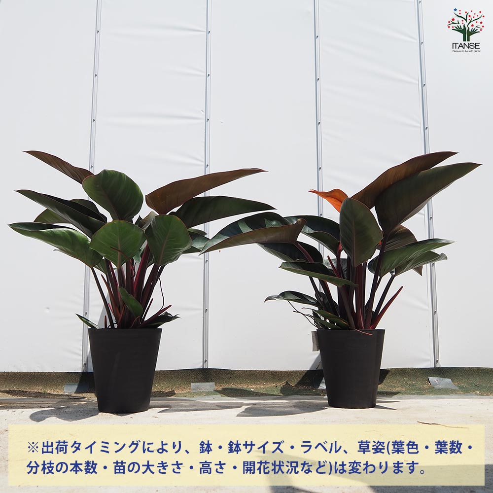 フィロデンドロン ロジョコンゴ 【観葉植物 8号／1個売り】