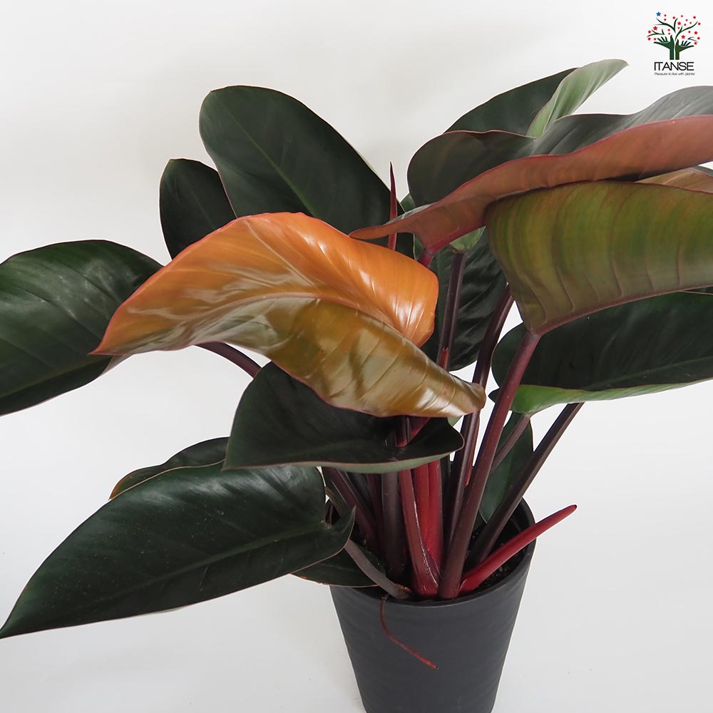 フィロデンドロン ロジョコンゴ 【観葉植物 8号／1個売り】｜ 【植物の