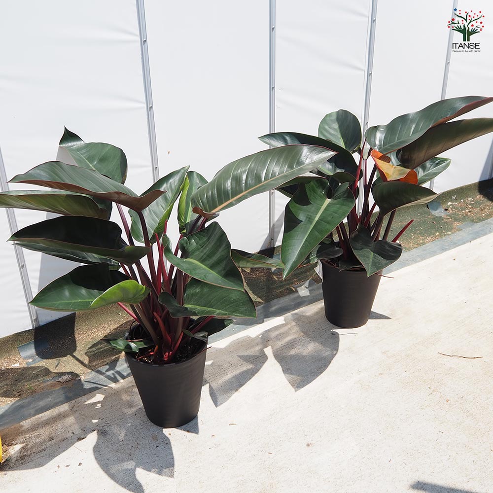 フィロデンドロン アップル 8号 幹立ち 118cm フィロデンドロン