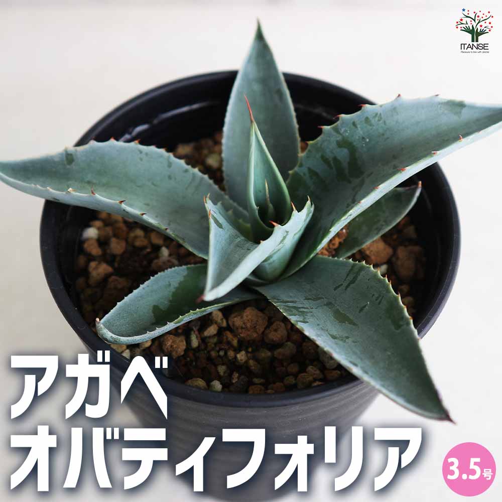 アガベ オバティフォリア 【多肉植物 3.5号／1個売り】｜ 【植物の