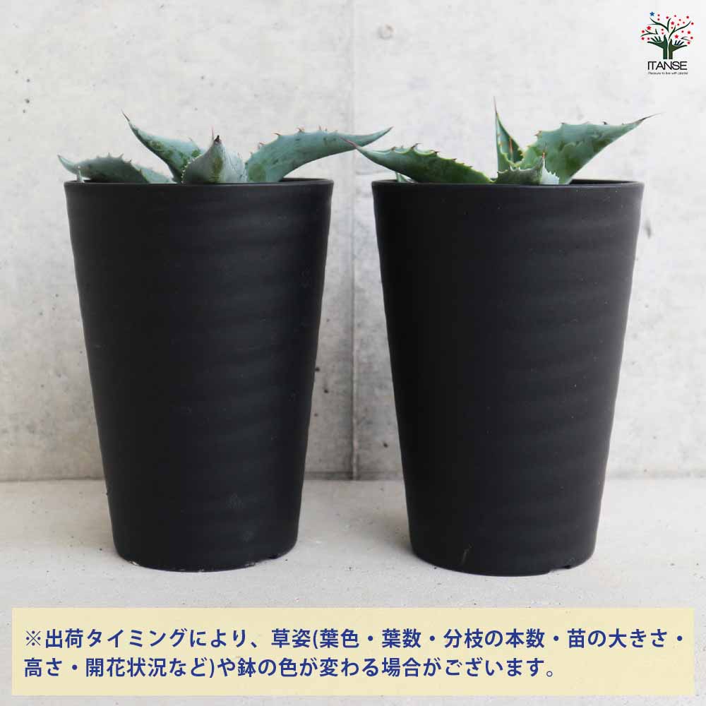 大きいアガベ 植物 黒鉢 アガベ・コーデックス・その他多肉植物におすすめの黒プラ鉢4選｜ELBAZ