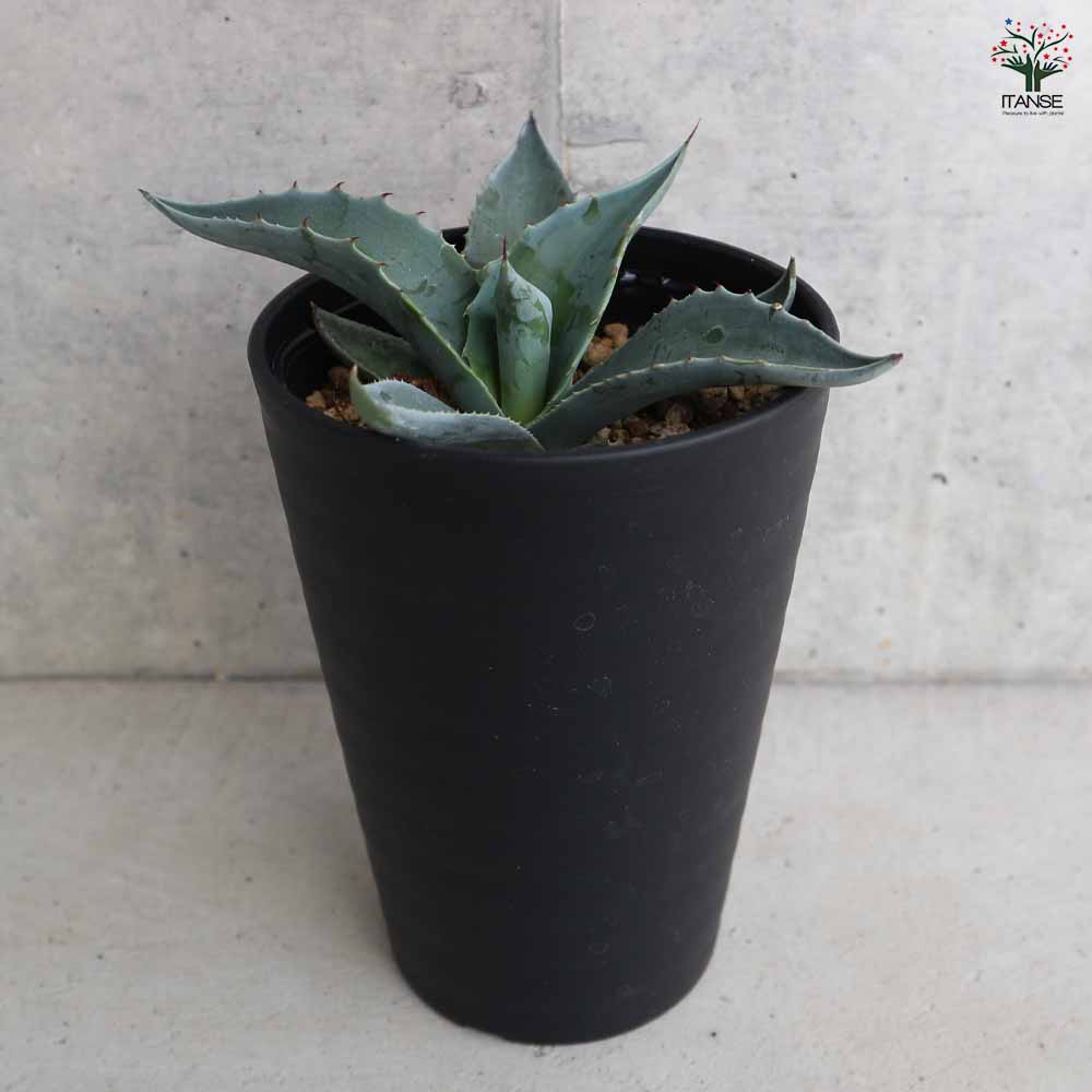 アガベ オバティフォリア 【多肉植物 3.5号／1個売り】｜ 【植物の