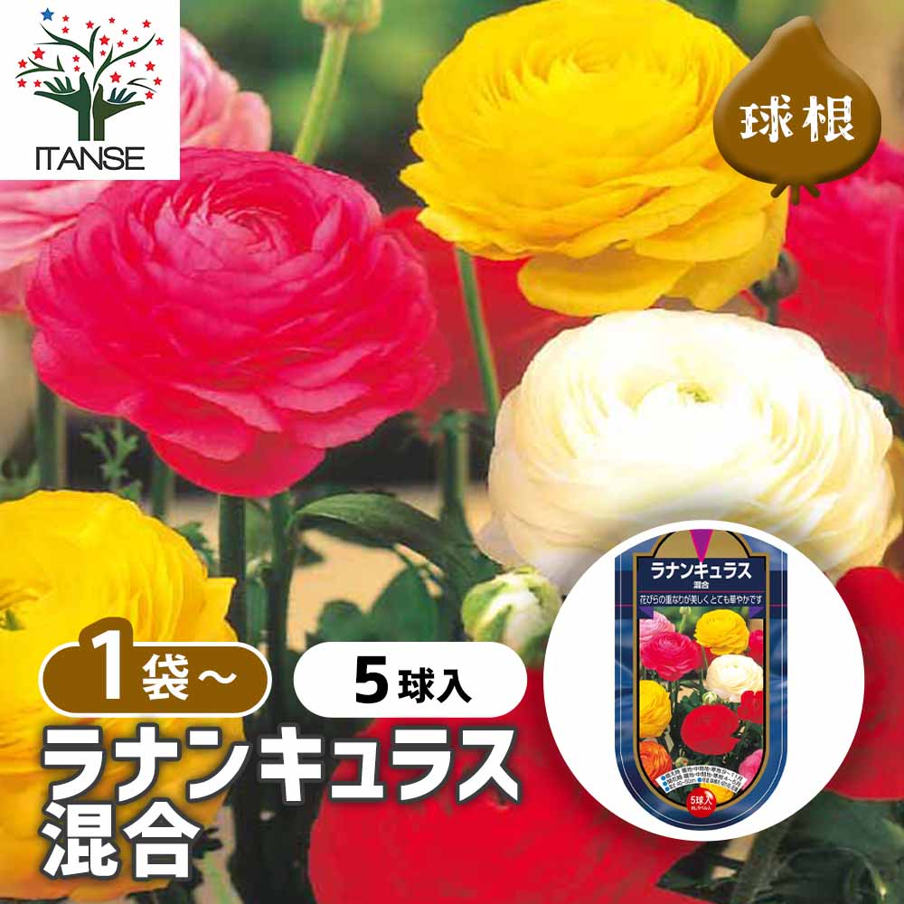 ラナンキュラス 混合 【花球根 5球】｜ 【植物のITANSE】全品
